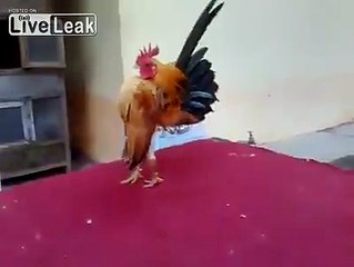 Rooster does the Military Strut