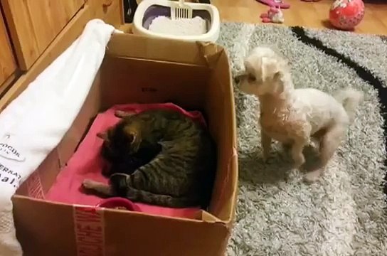 La première fois que ce chien voit une chatte mettre au monde des chatons