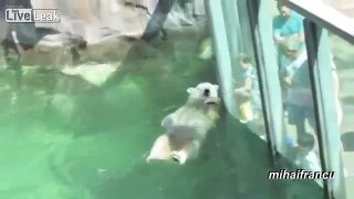 Funny and cute bears