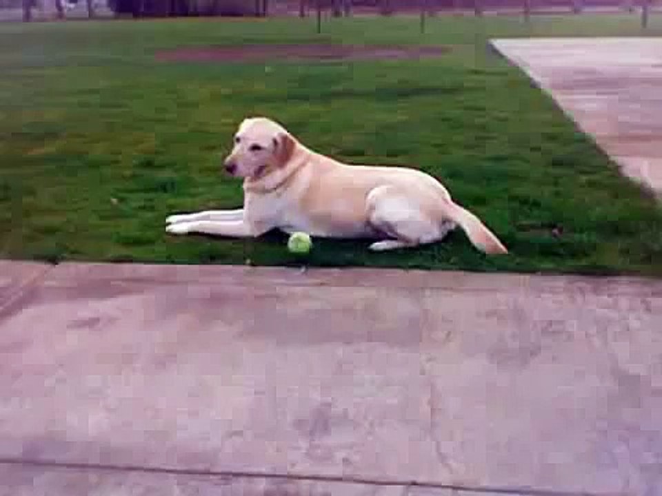Dog gets SUPER high from pot brownies
