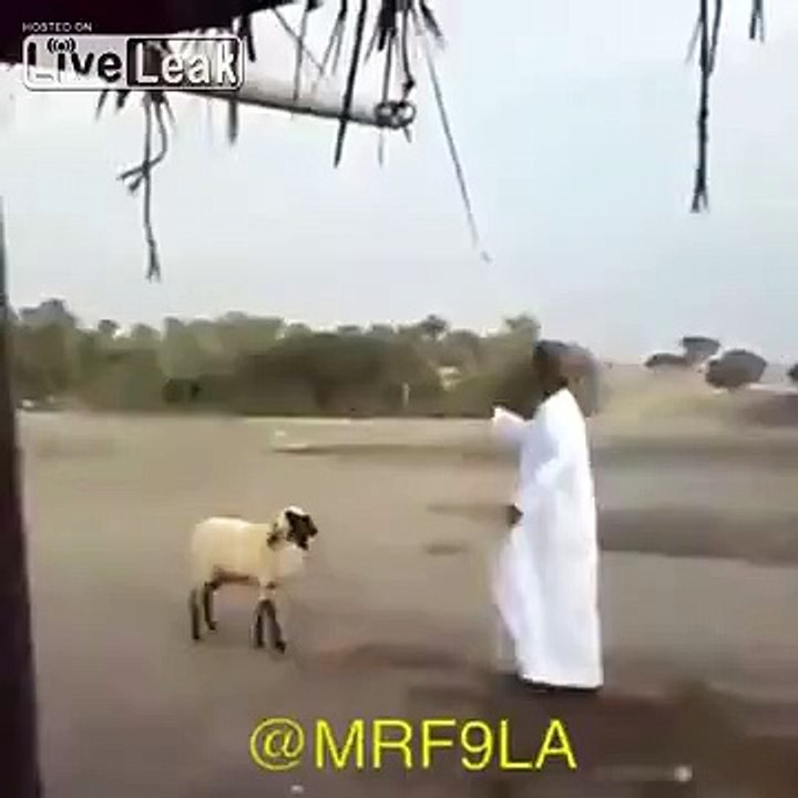 Groovy lamb