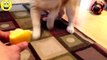 Best Funny Videos   Funny Cats and Dogs vs Lemons   Funny Cats Videos