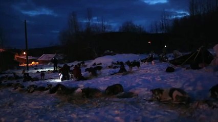 Howling Sled Dogs During Overnight Camp Iditarod Race