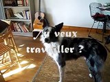 Cartoon - Dog dancing and Skateboard tricks ! Border Collie
