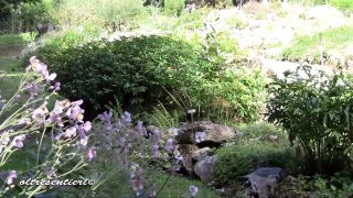 Giardino Botanico Alpino di Pietra Corva