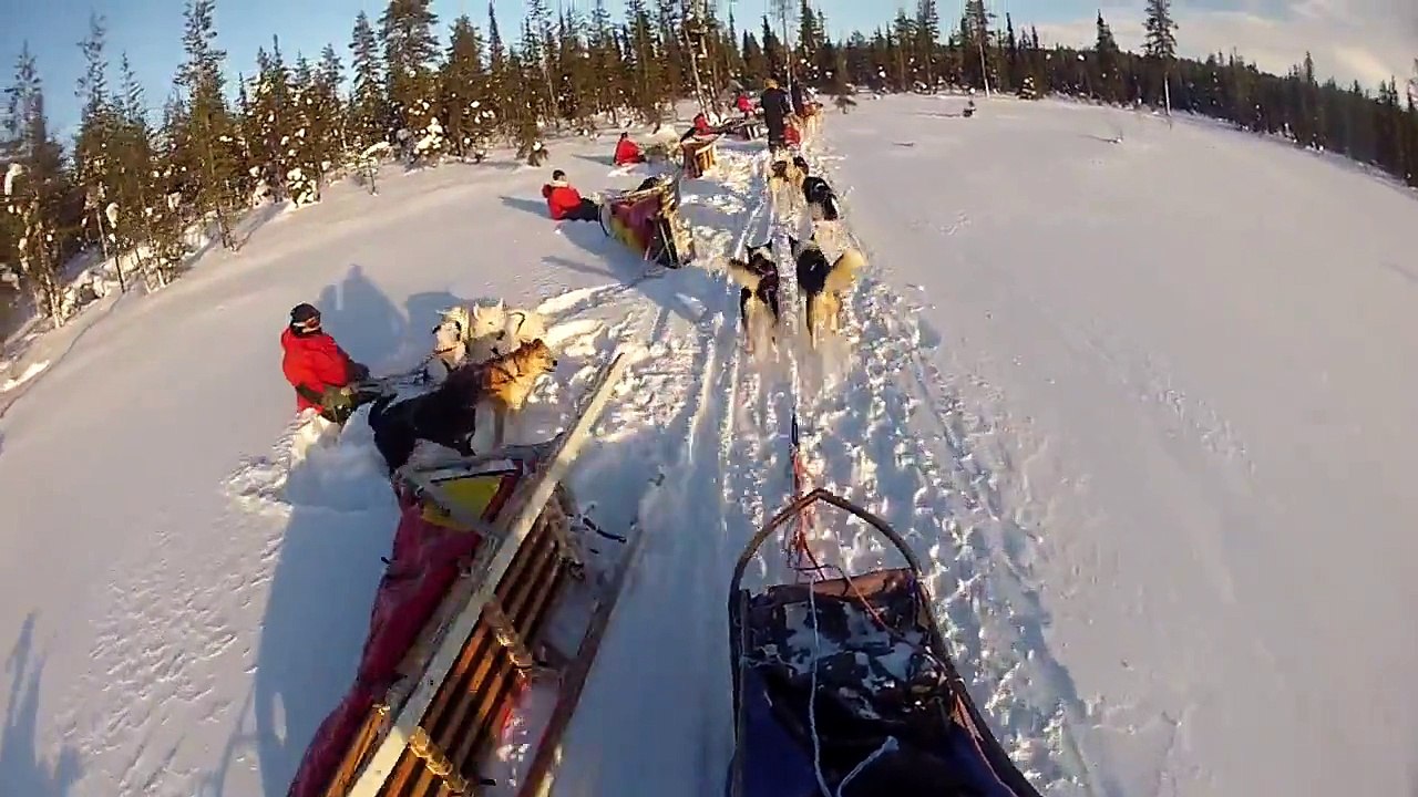 Arctic Sled Dog safari in Lapland 2015
