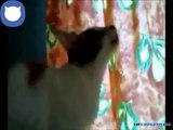 Cat Compilation   Talking Cats Compilation | army fails compilation