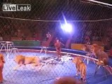 Lions Attacking Handlers at a Circus