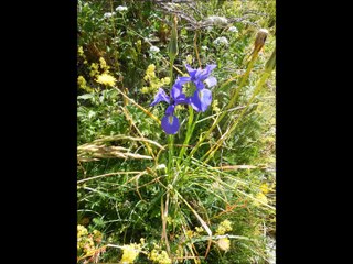 randos  juillet2015 en  vallée  d'Aspe