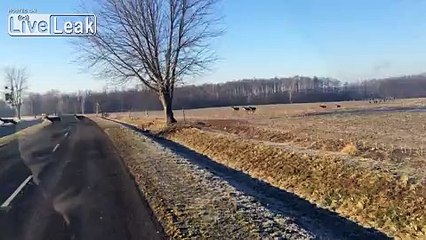 Hundreds deers crossing road