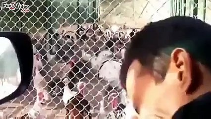 Laughing Chicken - Video Dailymotion [380]