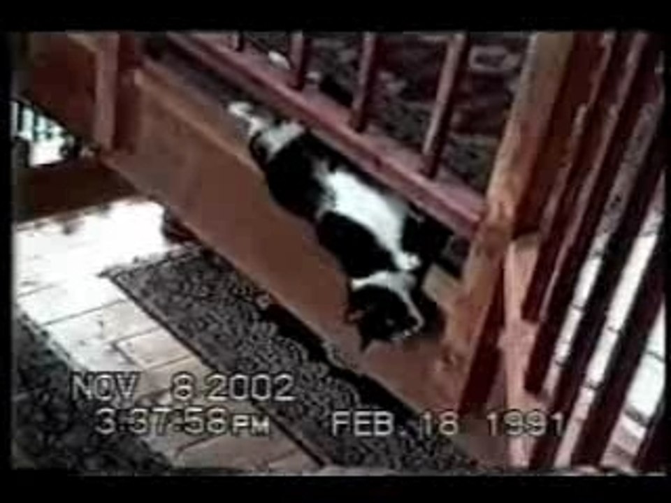 Funny-cats-4