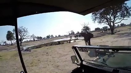 Moment Elephant attacks safari Truck -Watch Video