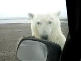 Kaktovik Alaska, Polar Bear Paws at Auto Window