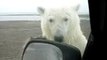 Kaktovik Alaska, Polar Bear Paws at Auto Window