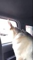 Dog Sings her Favorite Song in Car