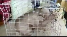 Чупакабра поймана в Китае #эксклюзив