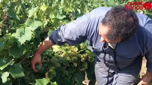 Vendanges au Landreau