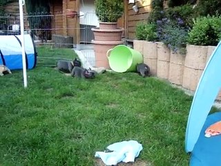 Neu Bully-Traum Welpen, unser G & H & I - Wurf im Garten 2014