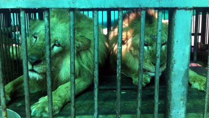 33 lions rescued from circuses in Peru and Columbia