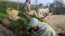 New Punjabi Video ! رمضان تے رشید ! Village Life Pakistan ! Chak 75GB  Pind