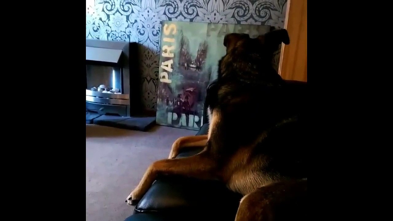 Funny Dogs - A Funny Dog Barking Videos Compilation 2015 | MrFunny