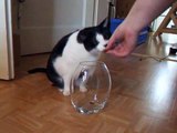 Nelly the funny cow cat brings her food from the crystal vase 2008-12-14_13-40-33.MP4