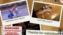 Funny video animals-cats, dogs, monkeys, tigers-love people,animals together