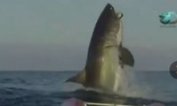 Presentadores de TV quedan atónitos tras salto de tiburón