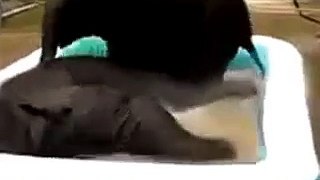 0 2 Baby Elephants 1 Pool Funny Videos