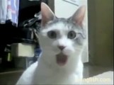 The Most Surprised Cat Ever  - Funny !  - Вот Это Да !!!