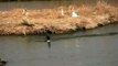 Hooded Mergansers, Forsythe National Wildlife Refuge NWR NJ - HD Video