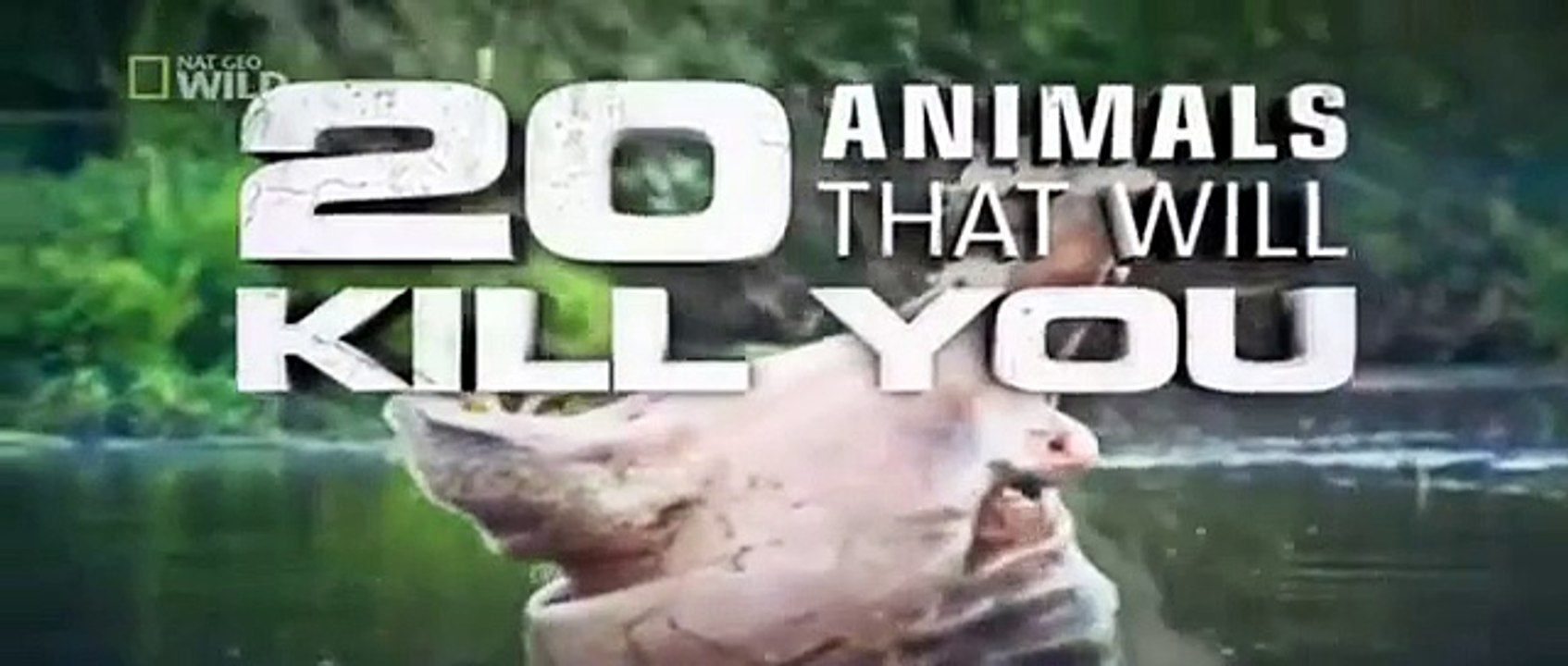 Predators Shark Dangerous 20 Animal Murder - National Geographic