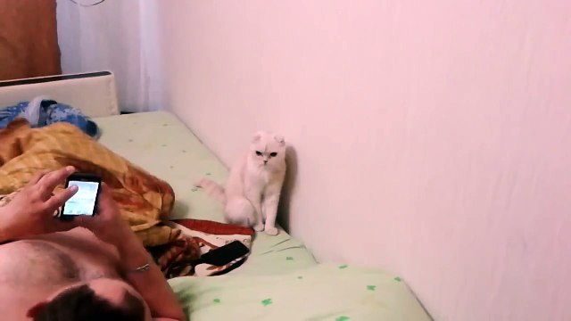 Кот патриот своей страны!=)