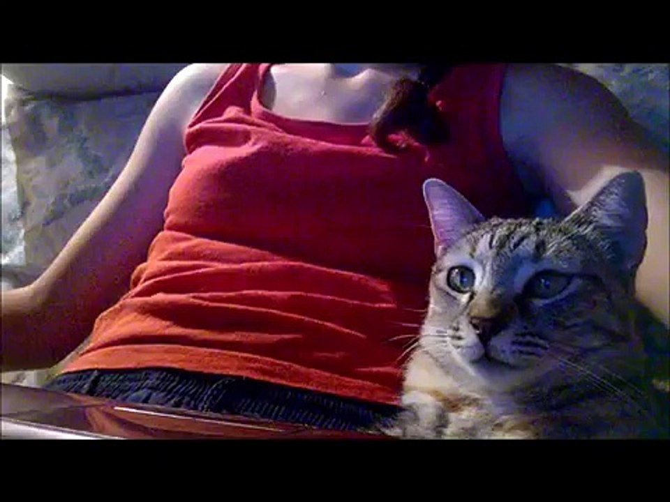 Candy Crush - Funny Cat 2