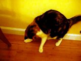 Calico Cat Playing with Moth