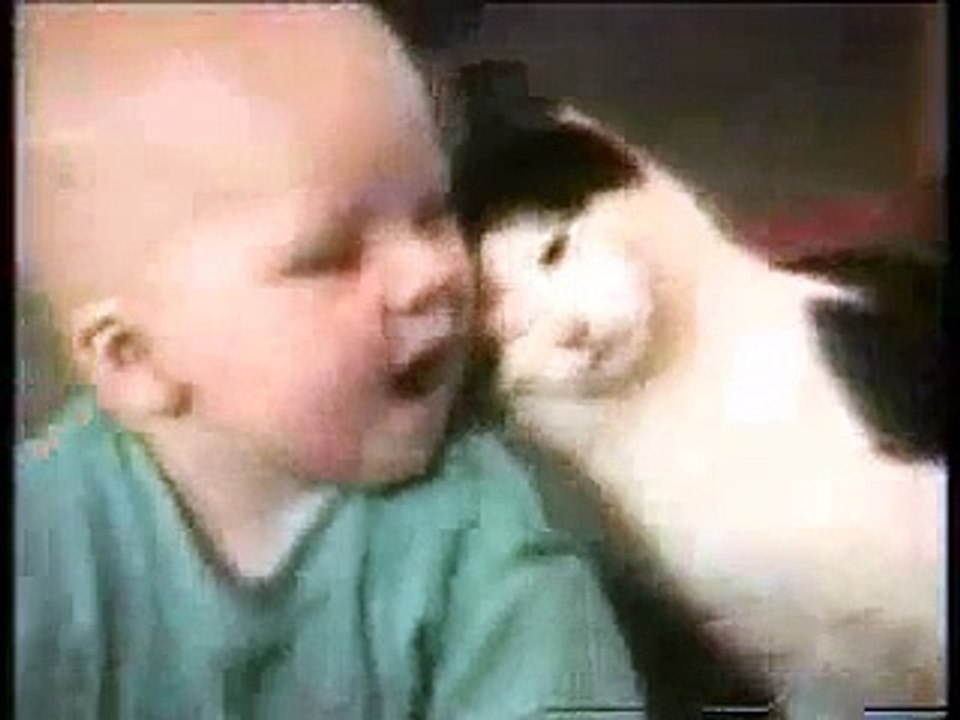 Funniest Cat Video-You Will Love To Watch Again