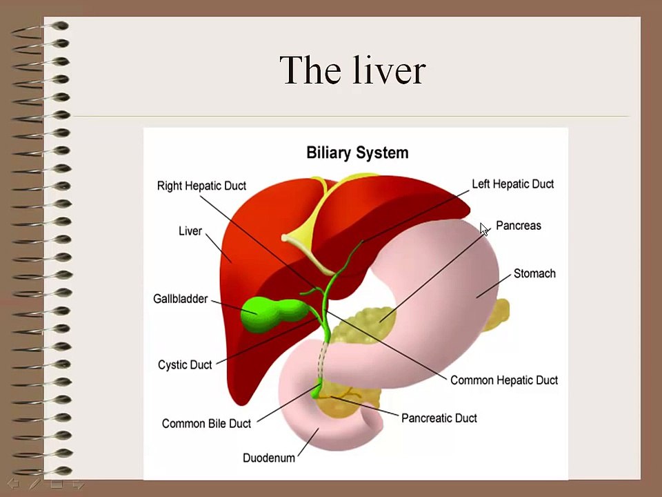 Ultrasound of the Liver