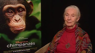 Interview: Dr. Jane Goodall on Disneynature's film Chimpanzee - Her Faith in Humanity