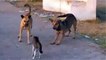 Cats and dogs funny videos cool cat Cat wins two Dogs funny animals