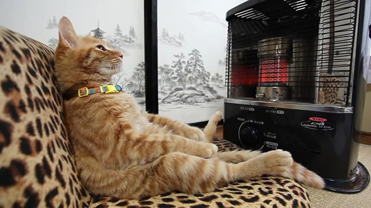 Cat to warm by a heater