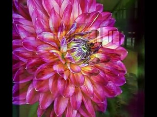 In Christ Alone - Avalon