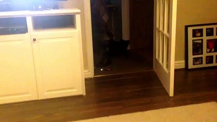 Phantom ball funny dog Pom chi Pomeranian