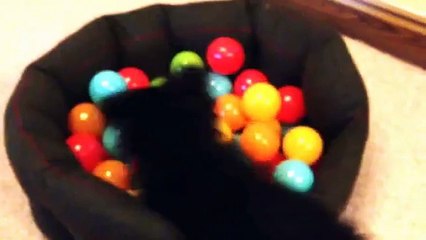 Funny dog ball pool pomchi[1]