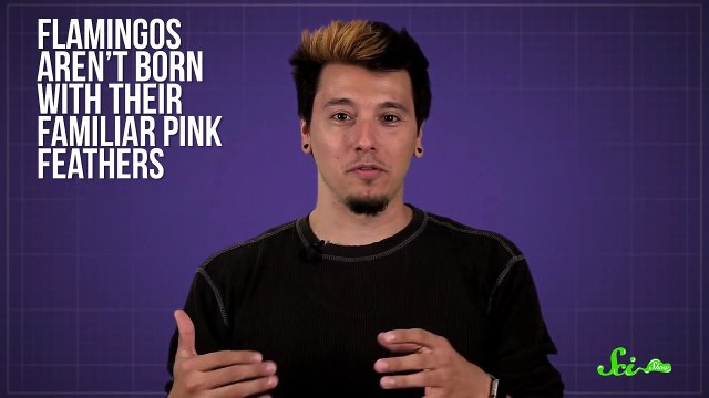 Why Are Flamingos Pink