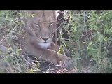 Mother Lioness Licking Her Cubs