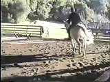 Lipizzan Maestoso II Sabrina - Smokey - learning piaffe and passage