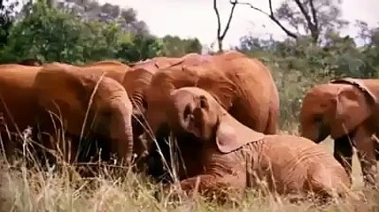 GEO WORLD OF ANIMALS , BIRDS ,  NATURE SCEENS