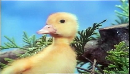 Saturnin - Canard du dimanche