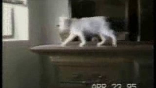 Chats amusants (vidéo drôle)